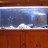 My new second-hand fish tank